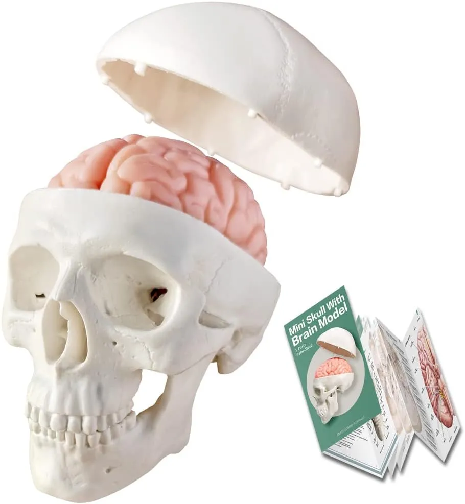 2025 New Human Skull Model,3 Part With 2-Part Human Brain;Half Life Size Skull with Brain;Human Head With Brain for Medical Teaching Learning, Art Sketch,Educational Display Tool Human Anatomy