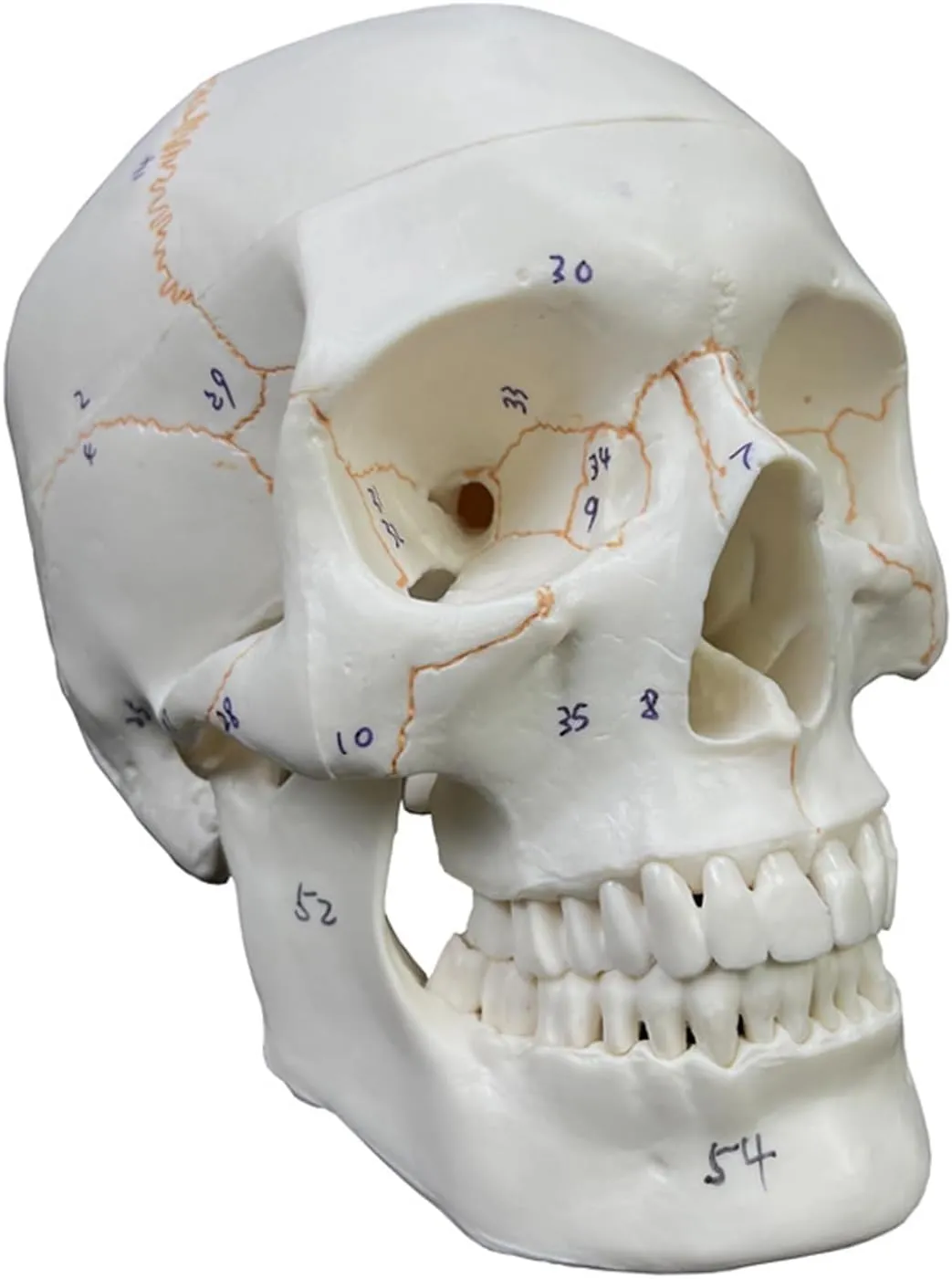 Anatomical Human Skull Model, Life Size 8 inch, Life Size, 3-Part with Removable Cap (Numbered)