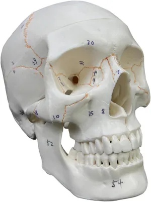 Anatomical Human Skull Model, Life Size 8 inch, Life Size, 3-Part with Removable Cap (Numbered)