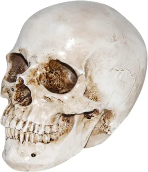Deluxe Realistic Skull