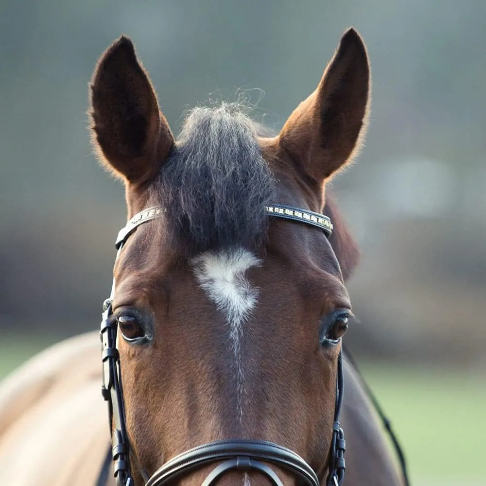HORZE Weston Padded Leather Snaffle Bridle with Flash Noseband and Web Reins | English Bridle for Horses