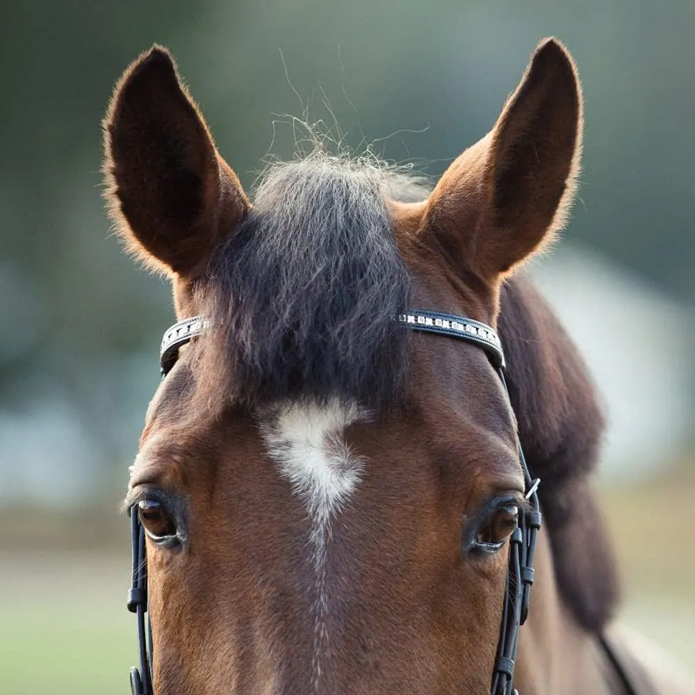 HORZE Weston Padded Leather Snaffle Bridle with Flash Noseband and Web Reins | English Bridle for Horses