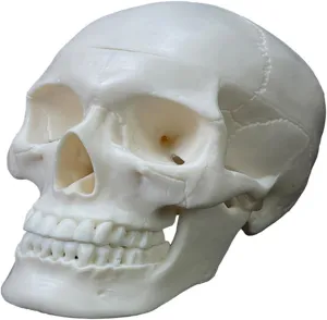 Human Anatomy Skull Model, 3 Part Detachable Design, 1/2 Size with Study Manual (3 Parts White)