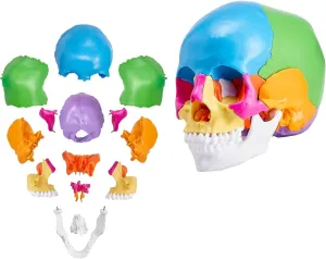 Human Skull Anatomy Model 22 Pieces Coloured Paintings PVC Anatomical Skull Model Removable Learning Skull Professional Teaching