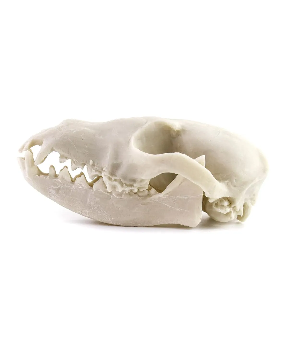 QWORK Fox Skull, 2 Pack Realistic Animal Skull Bones Fox Head Skeleton Natural Teeth Bone Specimen Model for Home Collectible Decoration Halloween Party