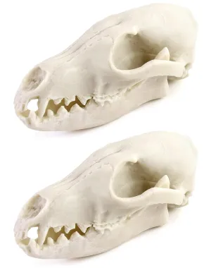 QWORK Fox Skull, 2 Pack Realistic Animal Skull Bones Fox Head Skeleton Natural Teeth Bone Specimen Model for Home Collectible Decoration Halloween Party