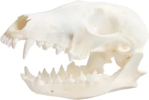 Wixine 1Pcs Real Red Fox Bones Skull Fox Head Skeleton Natural Teeth Bone Specimen Model
