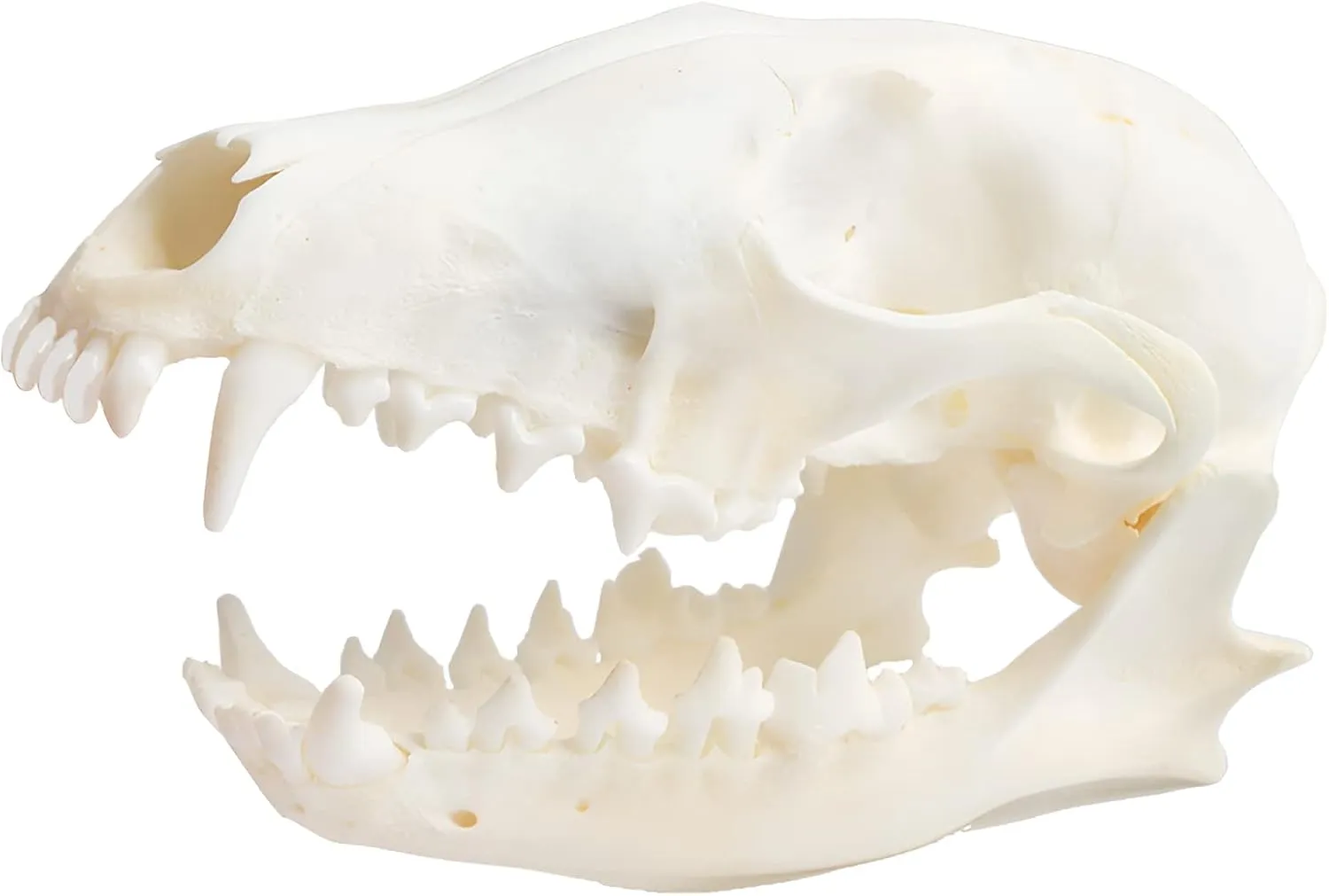 Wixine 1Pcs Real Red Fox Bones Skull Fox Head Skeleton Natural Teeth Bone Specimen Model