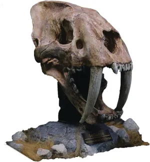 Wonders of The Wild: Smilodon Skull Fossil Polyresin Statue