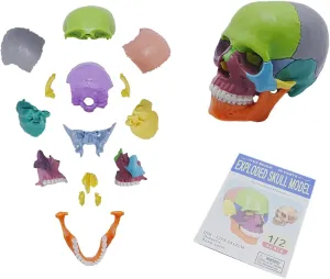 YOUNGFUTURE Human Skull Model for Anatomy 15 Parts Human Anatomy Skull Detachable Human Skull Model，Mini Human Color Medical Skull Model with Learning Color Study Manual Medical Demonstration